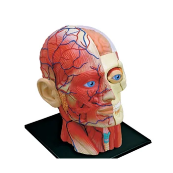 Модел на човешкото тяло с медицински гърди, Образователна модел на мускулите на главата, нервните органи, модел за обучение на студенти, модел за сглобяване