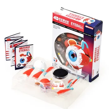 Неподправена детска играчка-пъзел 4D MASTER модел на човешкото тяло 4d master модел очите за медицинска употреба