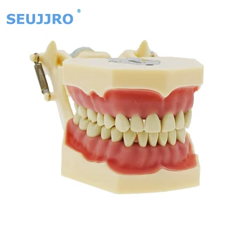 Стоматологичен модел SEUJJRO Typodont 32 подвижни зъби, техника, практика, демонстрационна венци, съвместима с Frasaco AG3