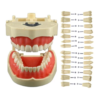 Стоматологичен стандартния модел Frasaco ANA-4 Type Fit с 28 бр Ввинчивающимися Зъбите Typodont Practice За пломбирования и Реставрация на Демо M8013 M8021